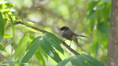 Doğulu bir magpie-robin bir dala tünemiş ve çevresindekileri araştırmış..