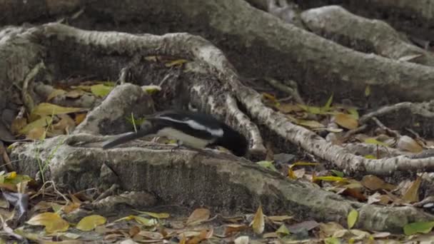 Doğulu Bir Magpie Robin Yiyeceğini Büyük Bir Ağacın Köklerinde Hazırlıyor — Stok video