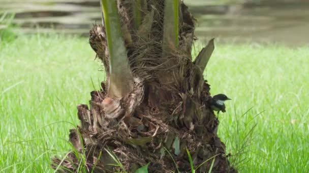 Magpie Robin Oriental Empoleirado Tronco Uma Palmeira Olhou Redor — Vídeo de Stock