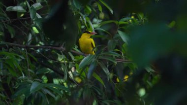 Sarı kuş (kara peçeteli oriole) doğal ormandaki bir ağaca tünemiştir. Akşam vakti.