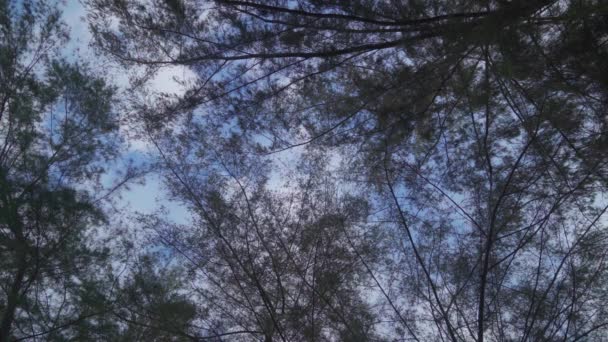 ツリートップのオーバーヘッドビューは 砂浜に沿って松の木の上に青空に浮かぶ白い雲を見ました — ストック動画