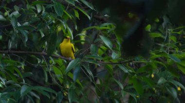 Sarı kuş (kara peçeteli oriole) doğal ormandaki bir ağaca tünemiştir. Akşam vakti.