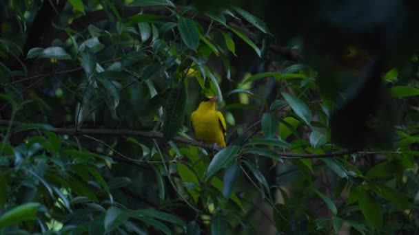 黄鸟栖息在天然林中的一棵树上 晚上好 — 图库视频影像
