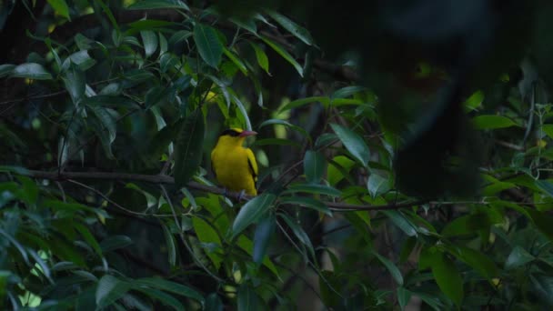 Sarı Kuş Kara Peçeteli Oriole Doğal Ormandaki Bir Ağaca Tünemiştir — Stok video