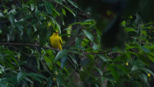 Żółty Ptak Nornica Czarnolistna Siedzący Drzewie Naturalnym Lesie Czas Wieczorny — Wideo stockowe