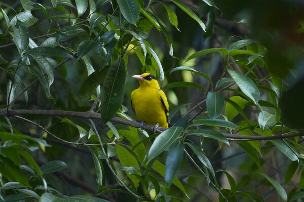 Желтоголовая птица (Black-naped oriole) сидит на дереве манго в лесу.