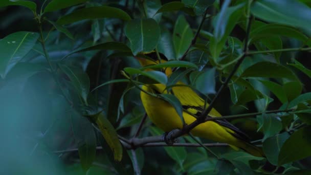 Sarı Kuş Kara Peçeteli Oriole Doğal Ormandaki Bir Ağaca Tünemiştir — Stok video