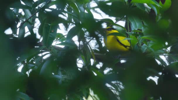 Żółty Ptak Nornica Czarnolistna Siedzący Drzewie Naturalnym Lesie Czas Wieczorny — Wideo stockowe