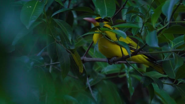 Pássaro Amarelo Oriole Black Naped Empoleirado Uma Árvore Floresta Natural — Vídeo de Stock