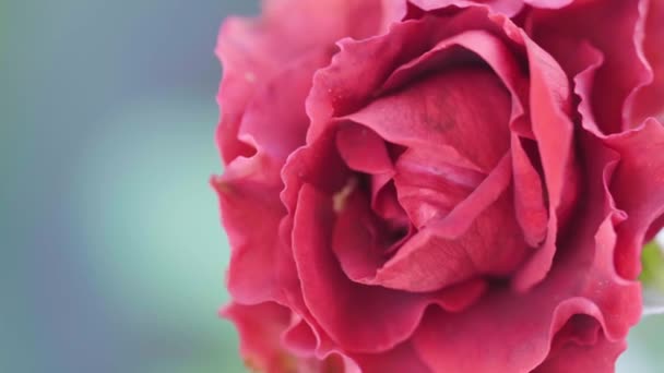 Cerca Hermosa Rosa Roja Jardín — Vídeo de stock