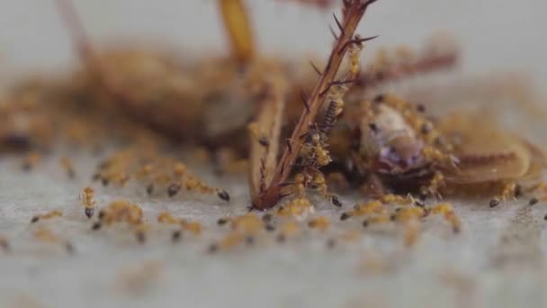 Kolonie Mravenců Sežere Mrtvého Švába Pomůže Odnést Zpátky Hnízda Selektivní — Stock video