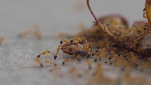 一群蚂蚁吃死了的蟑螂 并帮助把它带回巢穴 有选择的重点 — 图库视频影像