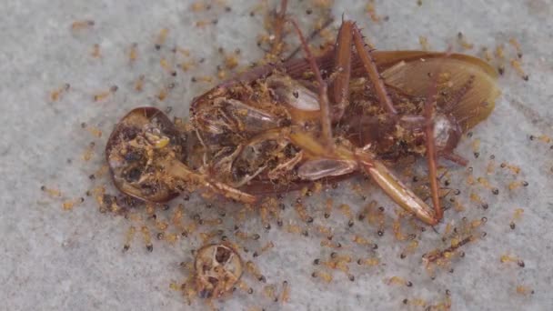 Una Colonia Hormigas Come Una Cucaracha Muerta Ayuda Llevarla Vuelta — Vídeos de Stock