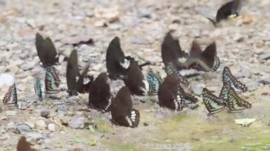 Bir grup renkli kelebek yerde mineral yer ve doğal ormanda uçar.
