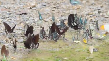 Bir grup renkli kelebek yerde mineral yer ve doğal ormanda uçar.