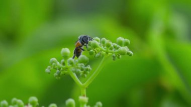 Çiçek kümesinin etrafında uçan bir eşekarısının yakın çekimi, gün içinde polenlerin üzerindeki nektarı topluyor. Yavaş çekim