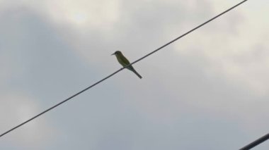 Elektrik hatlarında mavi kuyruklu arı yiyici levrek. Yavaş çekim