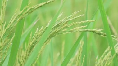 Tayland 'da yağmur mevsiminde pirinç tarlasında pirinç yetiştirmek. Yavaş çekim videosu