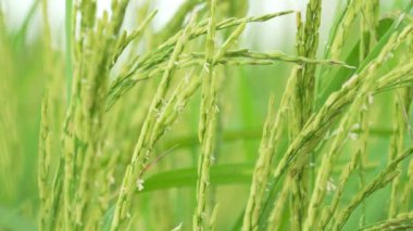 Hasat edilmek üzere olan pirinç bitkilerinin yakın çekimi. Yavaş çekim videosu
