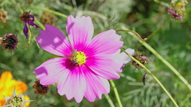 Kozmos çiçekleri küçük arıların nektar topladığı açık bir günde.