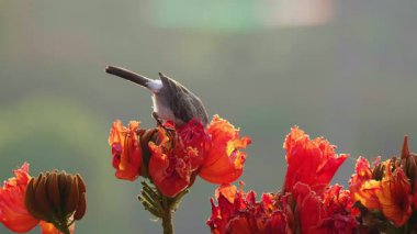 Islak kafalı bir bulbul, kızıl bir çiçekten nektar emer..
