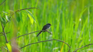 İki Malezyalı kuyruk sırayla pirinç tarlasında bir dala tüneyip yiyecek arıyor..