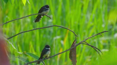 İki Malezyalı kuyruk sırayla pirinç tarlasında bir dala tüneyip yiyecek arıyor..