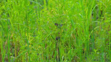 A black-throated tit is perched on a tree and is foraging in the middle of a rice field.
