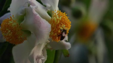 Arılar beyaz çiçeklerden polen yerler..