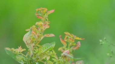 Yeşil çayırdaki ağaçlar, güzel manzaralı bulanık arka plan, çevre dostu konsept, yeşil dünya. Kapat.