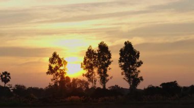 Pirinç tarlalarının ortasında gün batımı, güzel turuncu ışık, Tayland 'ın tarım alanı, geniş açı.