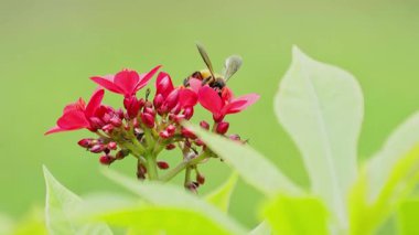 Arılar açık bir günde kırmızı çiçeklerden nektar toplarlar. Arılar çiçekleri tozlaştırmada önemli bir rol oynar..