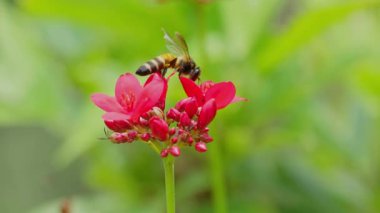 Arılar açık bir günde kırmızı çiçeklerden nektar toplarlar. Arılar çiçekleri tozlaştırmada önemli bir rol oynar..