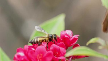 Arılar açık bir günde kırmızı çiçeklerden nektar toplarlar. Arılar çiçekleri tozlaştırmada önemli bir rol oynar. Kafaları polenle dolu..