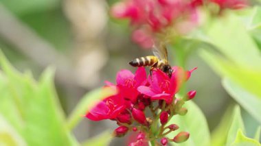 Arılar açık bir günde kırmızı çiçeklerden nektar toplarlar. Arılar çiçekleri tozlaştırmada önemli bir rol oynar. Kafaları polenle dolu..