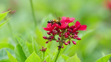 Arılar açık bir günde kırmızı çiçeklerden nektar toplarlar. Arılar çiçekleri tozlaştırmada önemli bir rol oynar..