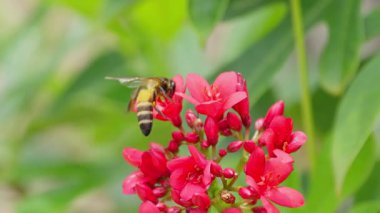 Arılar açık bir günde kırmızı çiçeklerden nektar toplarlar. Arılar çiçekleri tozlaştırmada önemli bir rol oynar..