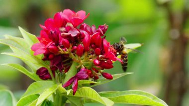 Arılar açık bir günde kırmızı bir çiçeğin nektarı için yarışıyorlar..