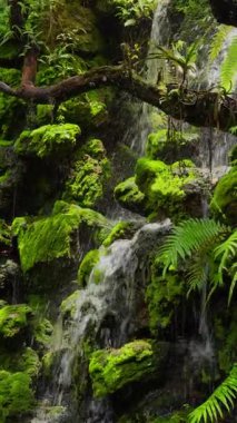 Bir şelale, yemyeşil eğreltiotlarından oluşan bir zemin zeminine karşı kademelerde şelale gibi dökülüp serin bir atmosfer yaratıyor. Huzurlu bir manzara ve ekosistemin doğal çeşitliliği.