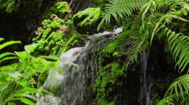 Bir şelale, yemyeşil eğreltiotlarından oluşan bir zemin zeminine karşı kademelerde şelale gibi dökülüp serin bir atmosfer yaratıyor. Huzurlu bir manzara ve ekosistemin doğal çeşitliliği.