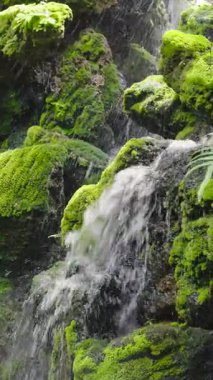 Bir şelale, yemyeşil eğreltiotlarından oluşan bir zemin zeminine karşı kademelerde şelale gibi dökülüp serin bir atmosfer yaratıyor. Huzurlu bir manzara ve ekosistemin doğal çeşitliliği.