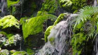 Bir şelale, yemyeşil eğreltiotlarından oluşan bir zemin zeminine karşı kademelerde şelale gibi dökülüp serin bir atmosfer yaratıyor. Huzurlu bir manzara ve ekosistemin doğal çeşitliliği.