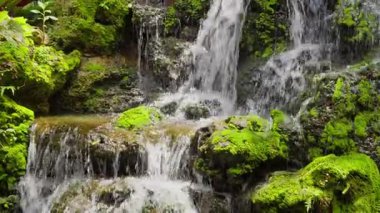 Bir şelale, yemyeşil eğreltiotlarından oluşan bir zemin zeminine karşı kademelerde şelale gibi dökülüp serin bir atmosfer yaratıyor. Huzurlu bir manzara ve ekosistemin doğal çeşitliliği.