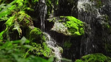 Bir şelale, yemyeşil eğreltiotlarından oluşan bir zemin zeminine karşı kademelerde şelale gibi dökülüp serin bir atmosfer yaratıyor. Huzurlu bir manzara ve ekosistemin doğal çeşitliliği.
