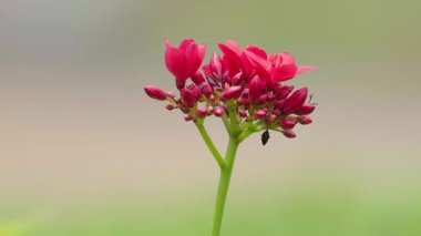 Rüzgarda sallanan bir buket kırmızı çiçek.