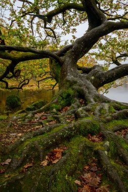 Eski bir meşe ağacı ve bir gölün kenarındaki kökü.