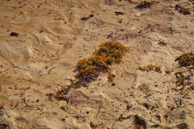 Güneşli bir günde kumsalda ot görmek.