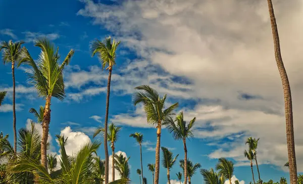 Palmbomen Tegen Heldere Blauwe Lucht Tijdens Zomerdag — Stockfoto