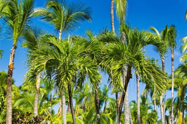 Yaz boyunca açık mavi gökyüzüne karşı palmiye ağaçları.