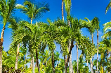 Yaz boyunca açık mavi gökyüzüne karşı palmiye ağaçları.